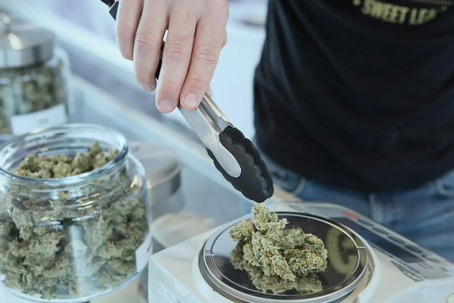 Hand mit Zange legt Cannabisblüten auf Waage neben Glasgefäß