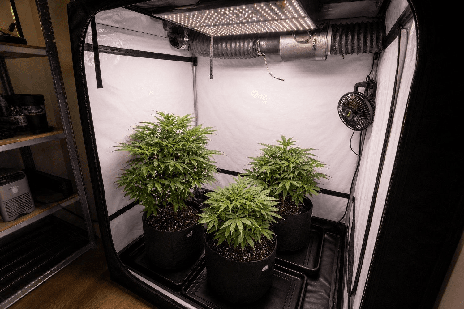 Geöffnetes Growzelt mit drei Cannabispflanzen in schwarzen Stofftöpfen, beleuchtet von einem LED-Panel, mit Belüftungsschlauch, Aktivkohlefilter und Clip-Ventilator an der Seitenwand