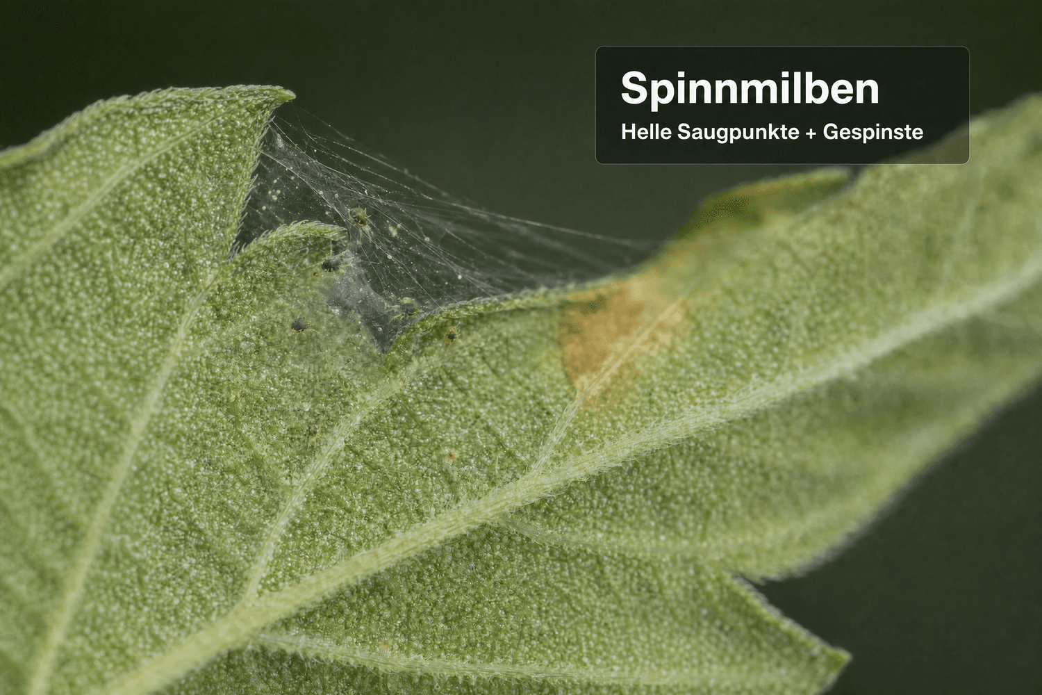 Makroaufnahme der Unterseite eines Cannabisblatts mit feinen Gespinsten, hellen Saugpunkten und kleinen Spinnmilben.