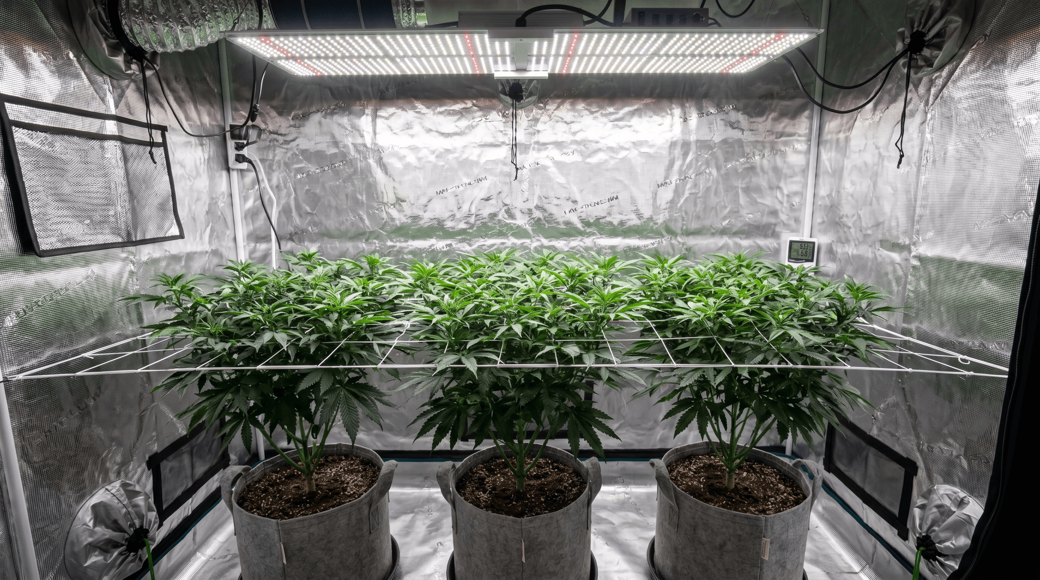 Drei Cannabispflanzen in Stofftöpfen in einem Indoor-Grow-Tent, deren Äste durch ein horizontales weißes Gitternetz (ScrOG-Netz) geflochten sind und eine gleichmäßige, flache Canopy bilden – beleuchtet von einer LED-Growlampe von oben, mit reflektierenden Zeltwänden und sichtbarem Hygrometer.