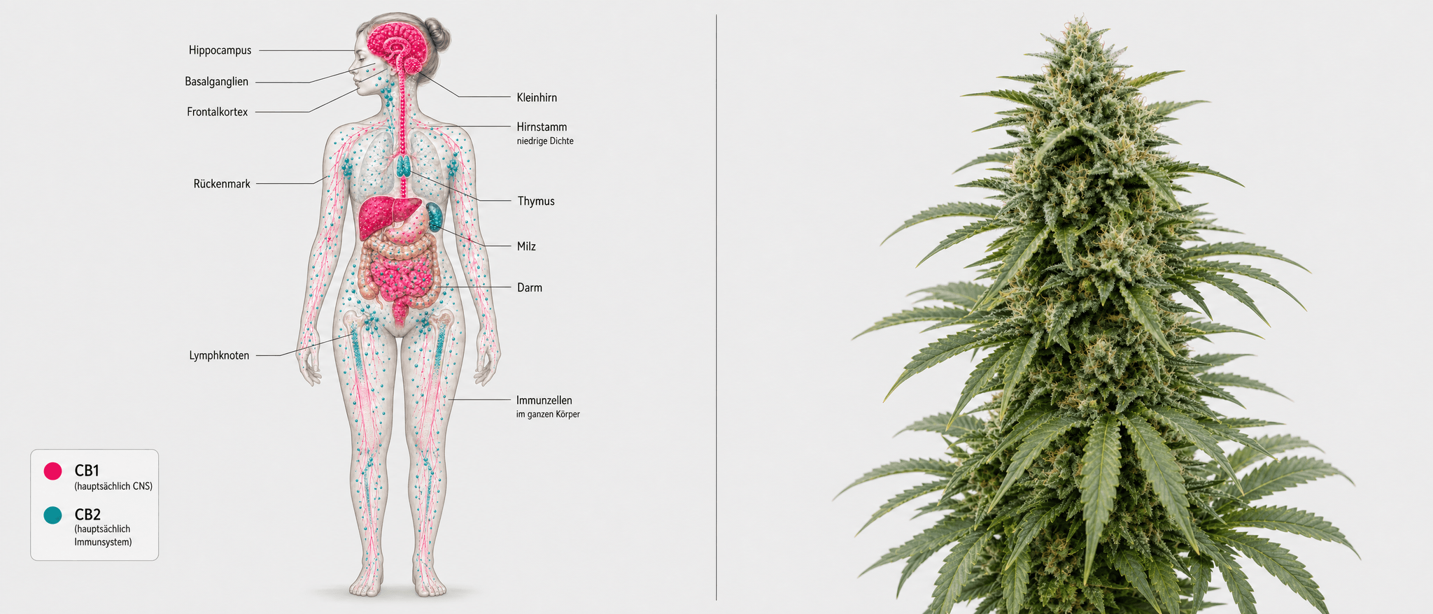 Medizinische Illustration des weiblichen Körpers mit eingezeichneten CB1- und CB2-Rezeptoren des Endocannabinoid-Systems: CB1 (pink) konzentriert sich im Gehirn – Hippocampus, Basalganglien, Frontalkortex, Kleinhirn und Hirnstamm – sowie im Rückenmark; CB2 (türkis) ist vor allem auf Immunzellen in Thymus, Milz, Darm und im gesamten Körper verteilt.