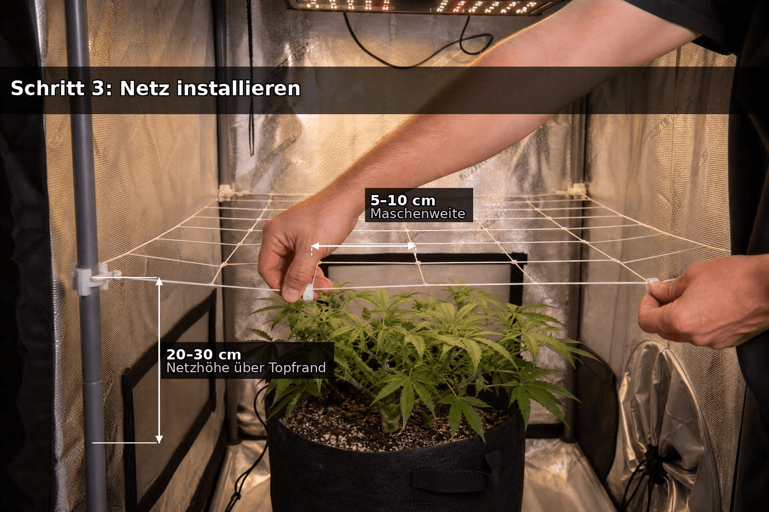 Hände spannen ein SCROG-Netz mit 5–10 cm Maschenweite in einem Growzelt, 20–30 cm über dem Topfrand einer Cannabispflanze.