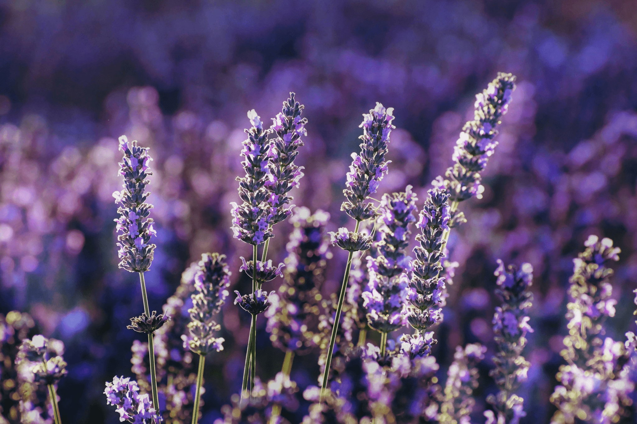 Ein Feld mit Lavendel