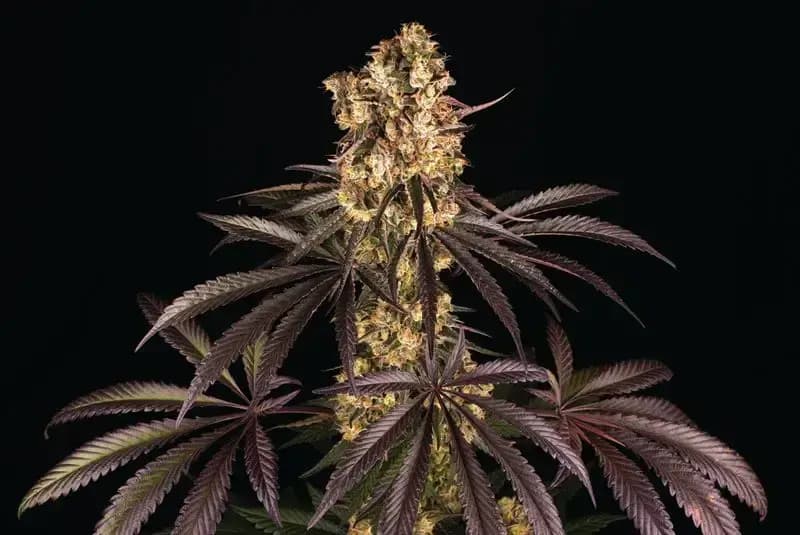 Dichte Cannabisblüte mit dunkelvioletten Blättern vor schwarzem Hintergrund