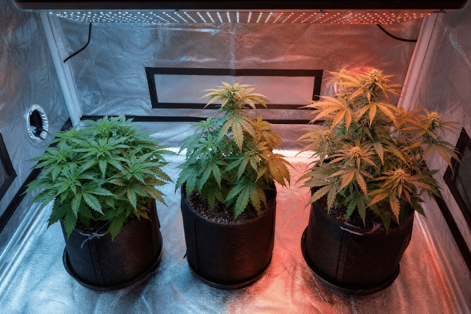 Drei Cannabispflanzen in schwarzen Fabric Pots in einem Growzelt unter einer LED-Lampe mit zwei Spektrumzonen: kühles Blaulicht links (Wachstumsphase) und warmes Rotlicht rechts (Blütephase).