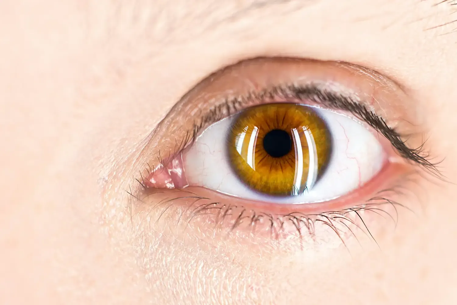 Makro eines bernsteinfarbenen Auges mit sichtbarer Iris, Hornhautreflexion und Wimpern