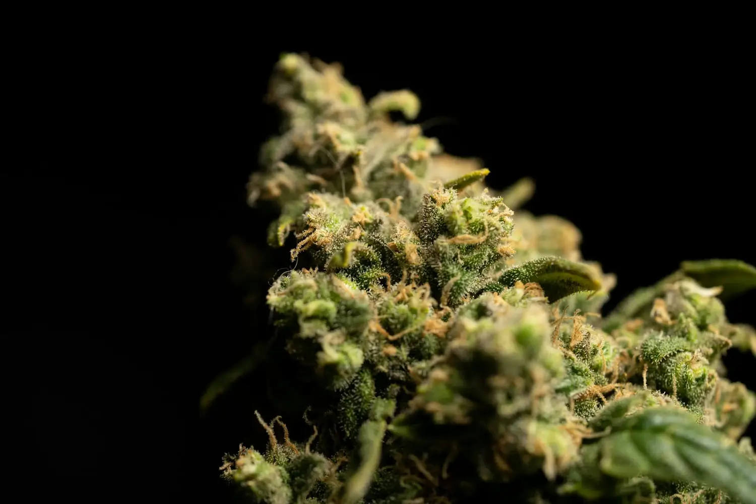 Makro einer grünen Cannabisblüte mit sichtbaren Trichomen vor schwarzem Hintergrund