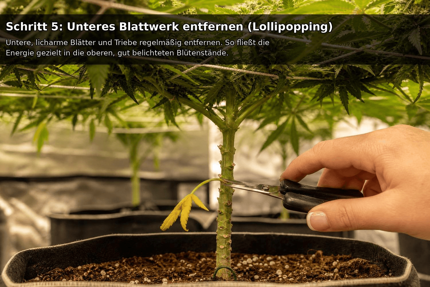 Hand mit Schere entfernt einen unteren Trieb am kahlen Stängel einer Cannabispflanze im Growzelt – Lollipopping-Technik zur Konzentration der Pflanzenkraft auf die oberen Blütenstände.