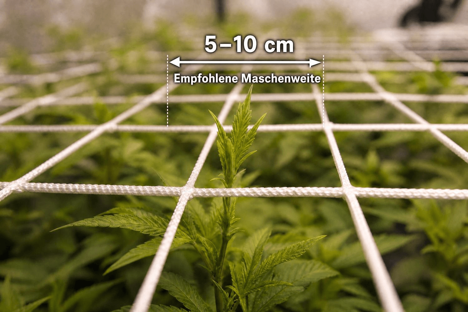 Cannabistrieb wächst durch eine Masche eines SCROG-Netzes mit 5–10 cm empfohlener Maschenweite – Nahaufnahme aus der Froschperspektive.