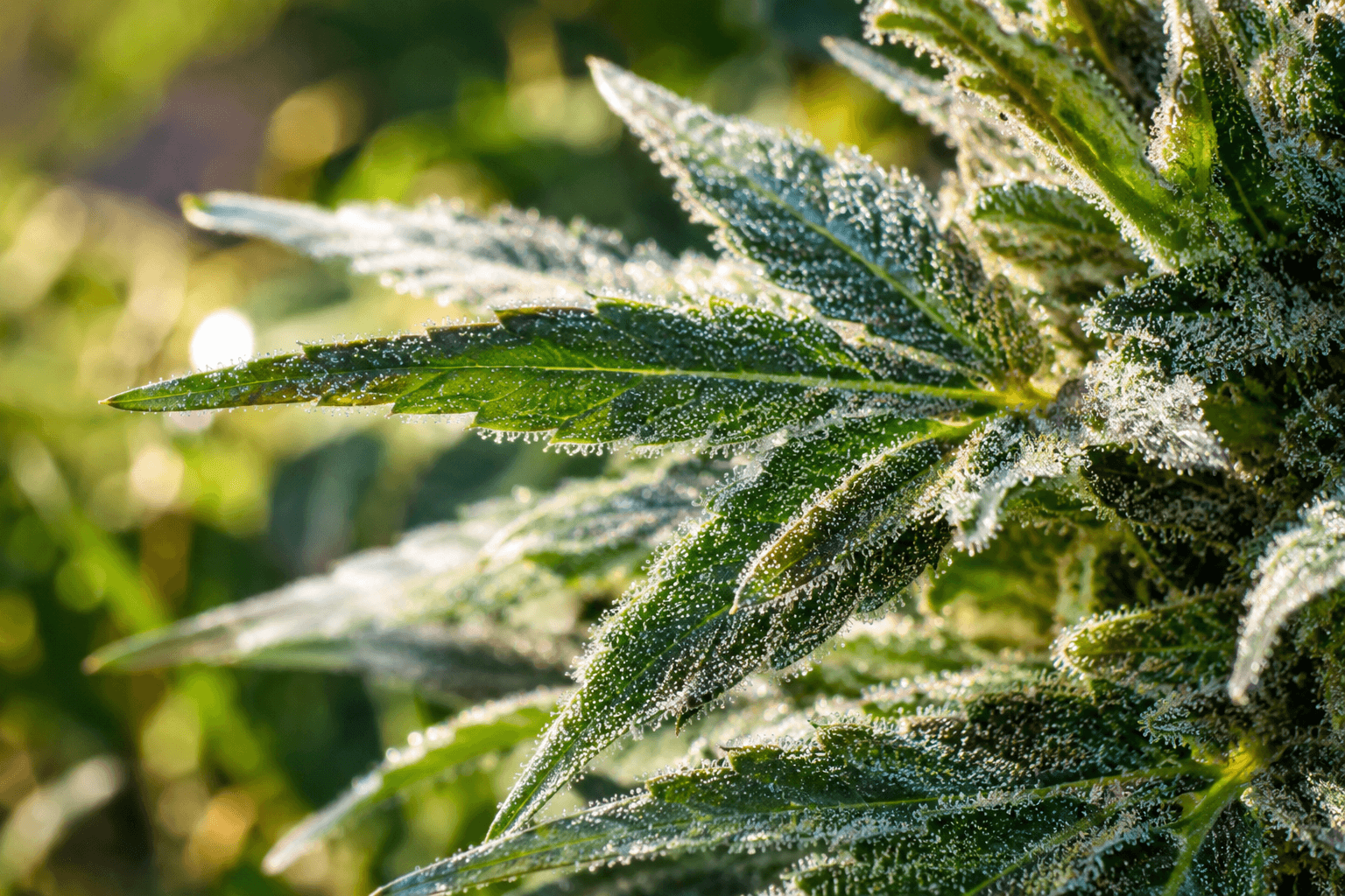 Reife Cannabisblüte am lebenden Trieb mit mehreren kleinen, gezähnten und trichombedeckten Zuckerblättern zwischen den Blüten.