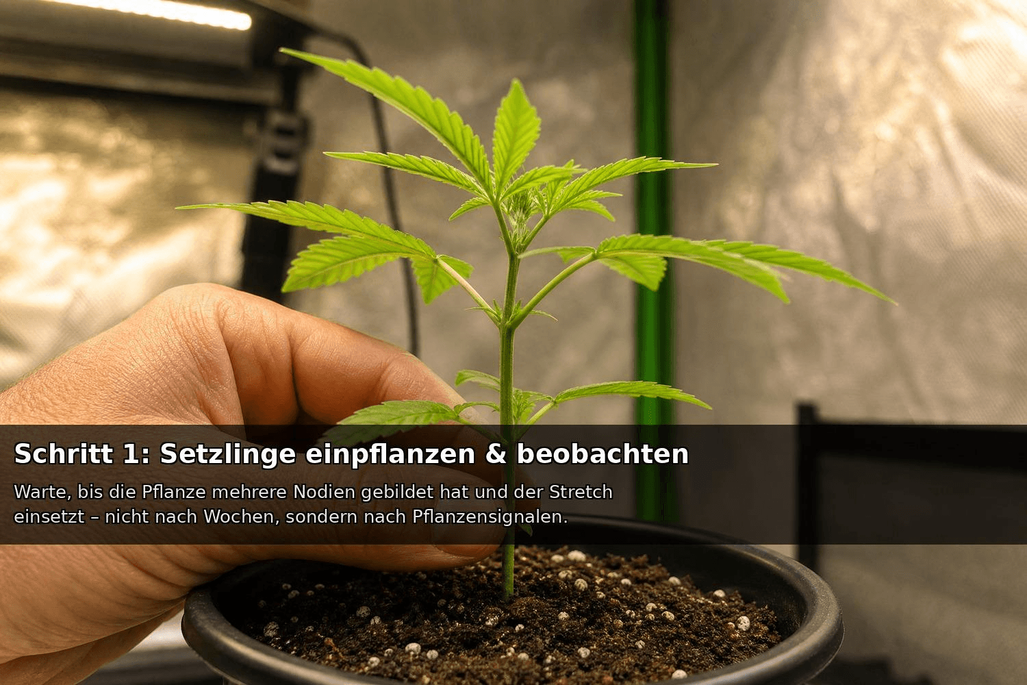Hand hält einen jungen Cannabissetzling im Topf unter einer Growlampe – Einpflanzen und Beobachten der frühen Wachstumsphase im Growzelt.