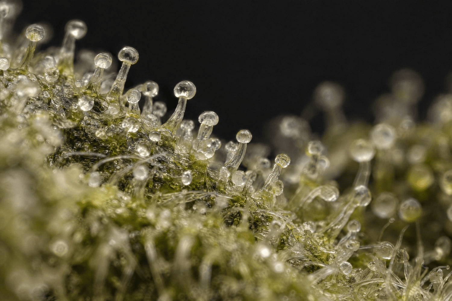 Makroansicht gestielter Drüsenhaare einer Cannabisblüte mit durchscheinenden Harzköpfchen vor einem dunklen Hintergrund.