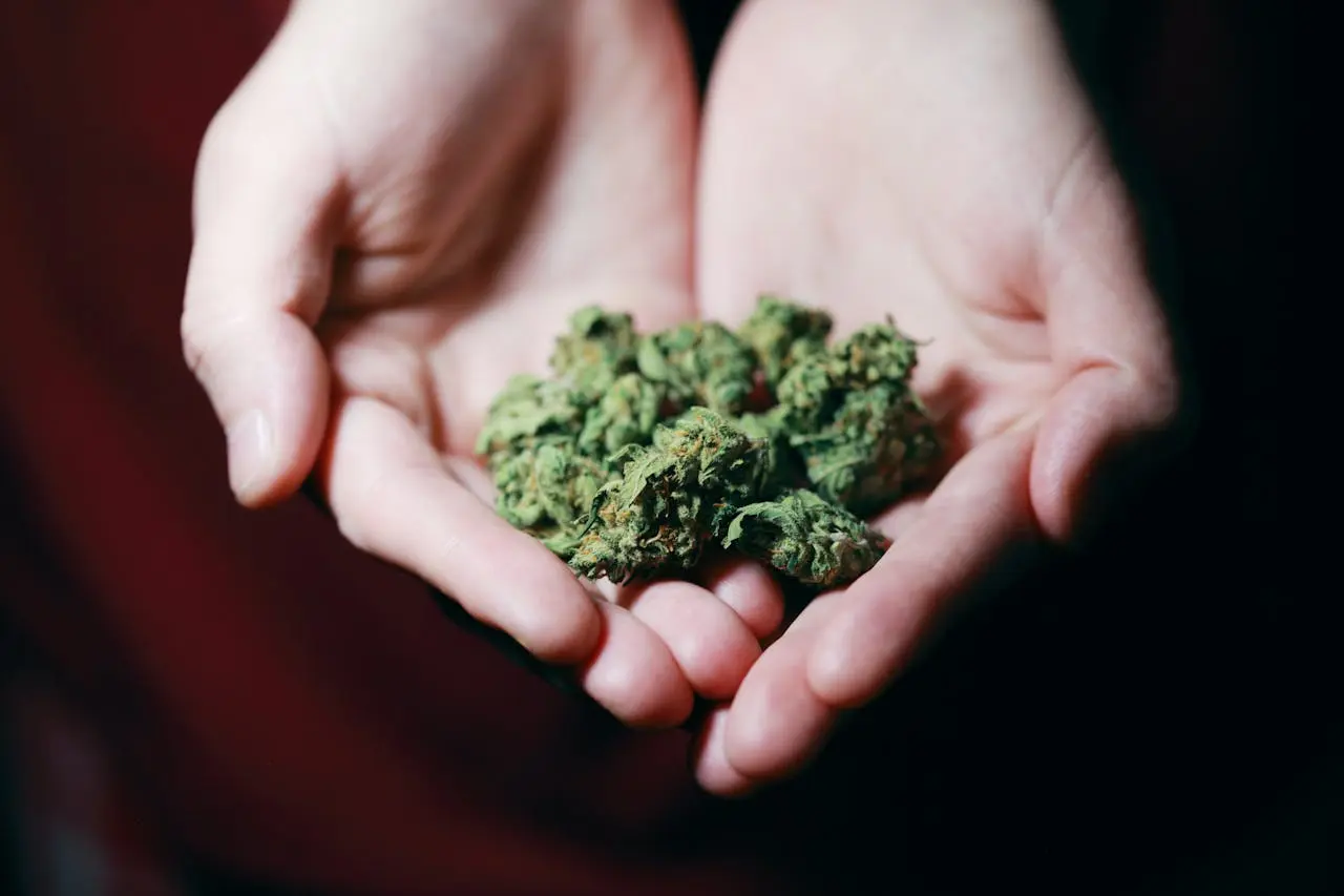 Offene Hände halten mehrere grüne Cannabisblüten
