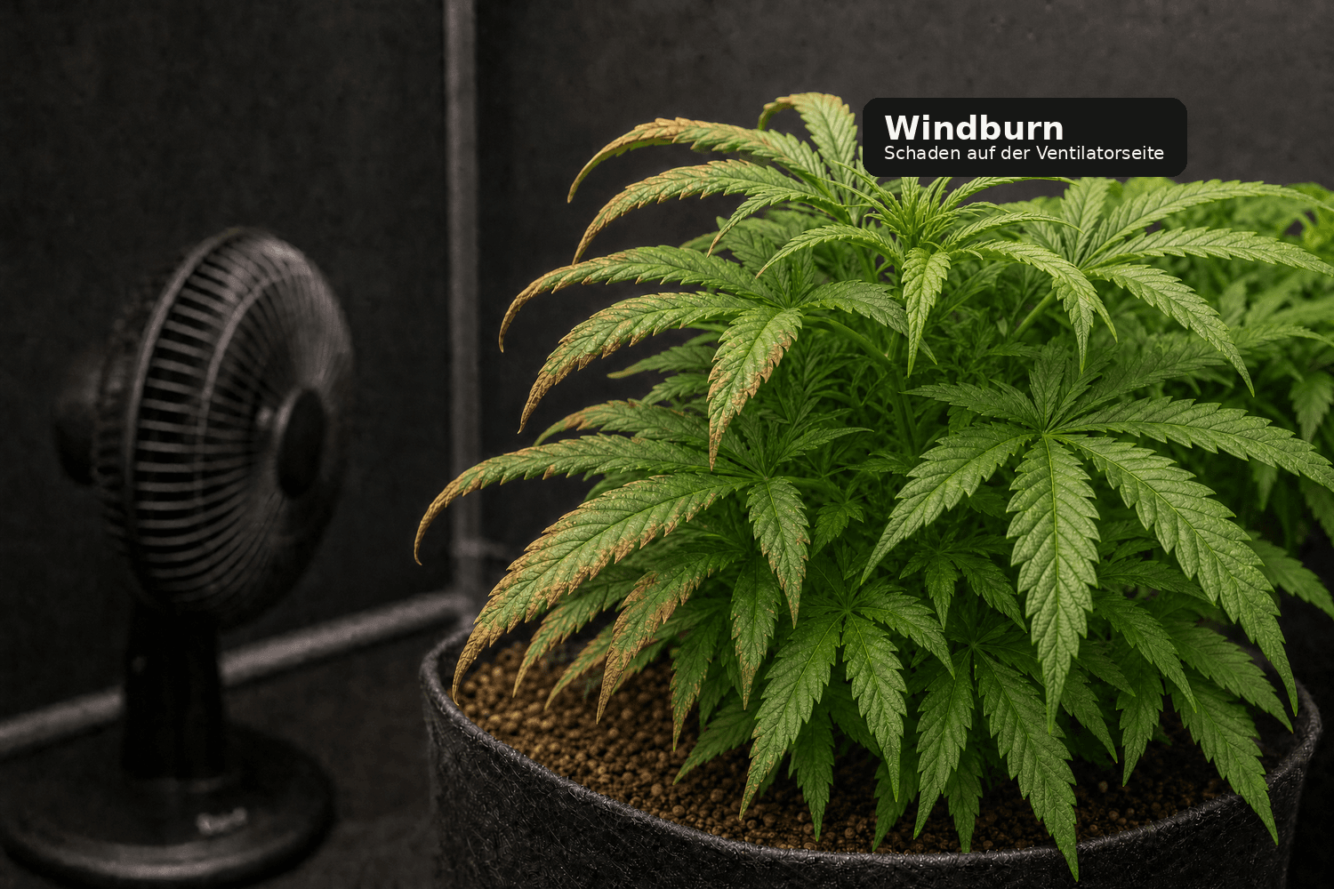 Cannabispflanze neben einem Ventilator; die dem Luftstrom zugewandten Blätter sind trocken, nach unten gekrümmt und an den Rändern braun.