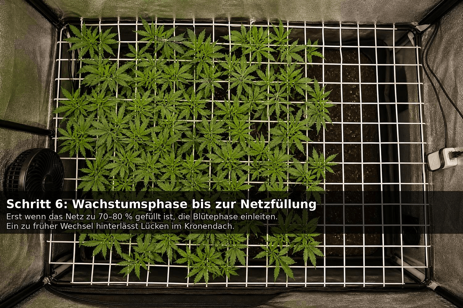 Vogelperspektive auf ein SCROG-Netz (Screen of Green) in einem Indoor-Growzelt mit gleichmäßig verteilten Cannabispflanzen in der Wachstumsphase.