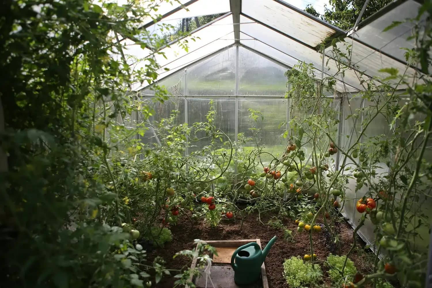 Glashausinnenraum mit Tomatenpflanzen, reifen Früchten und grüner Gießkanne