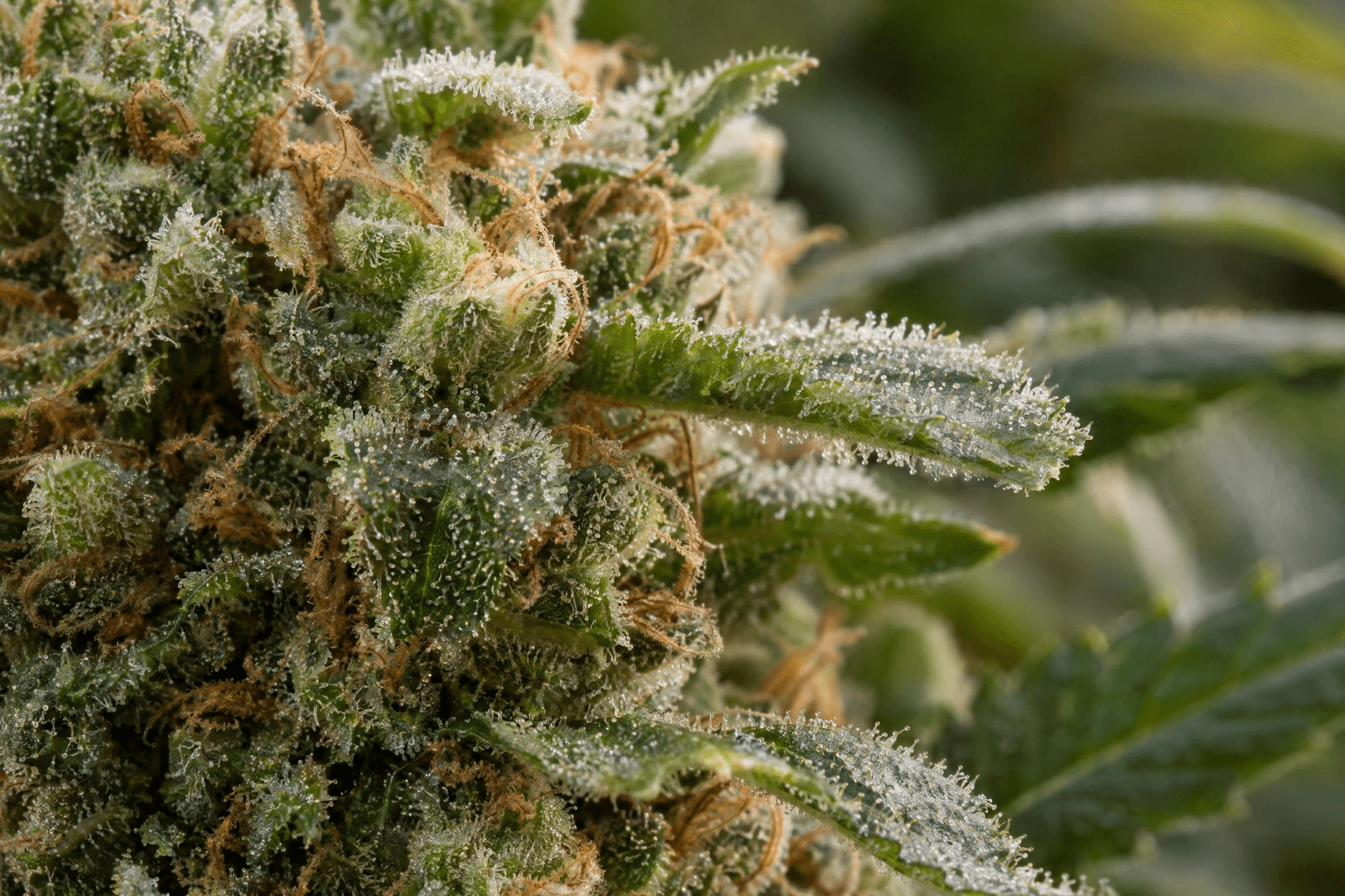 Makroaufnahme einer Cannabisblüte mit harzbesetzten Zuckerblättern und deutlich sichtbaren Trichomen.