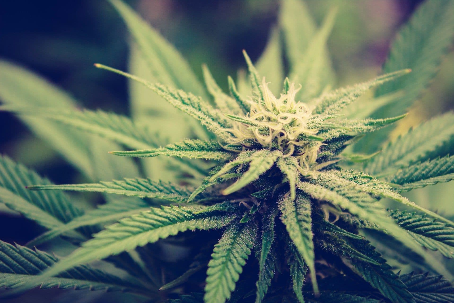 Nahaufnahme einer mit Trichomen überzogenen Cannabisblüte und gezackter grüner Blätter