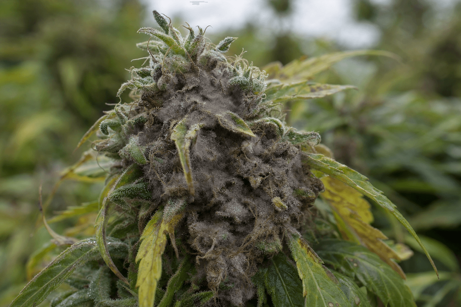 Nahaufnahme eines Cannabis-Blütenstands mit starkem Botrytis-Befall (Grauschimmel) – der Bud ist großflächig grau-braun verfärbt und von Schimmelpilz überzogen,