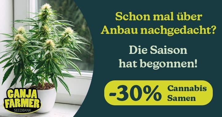 Cannabis samen ganja farmer breeder
