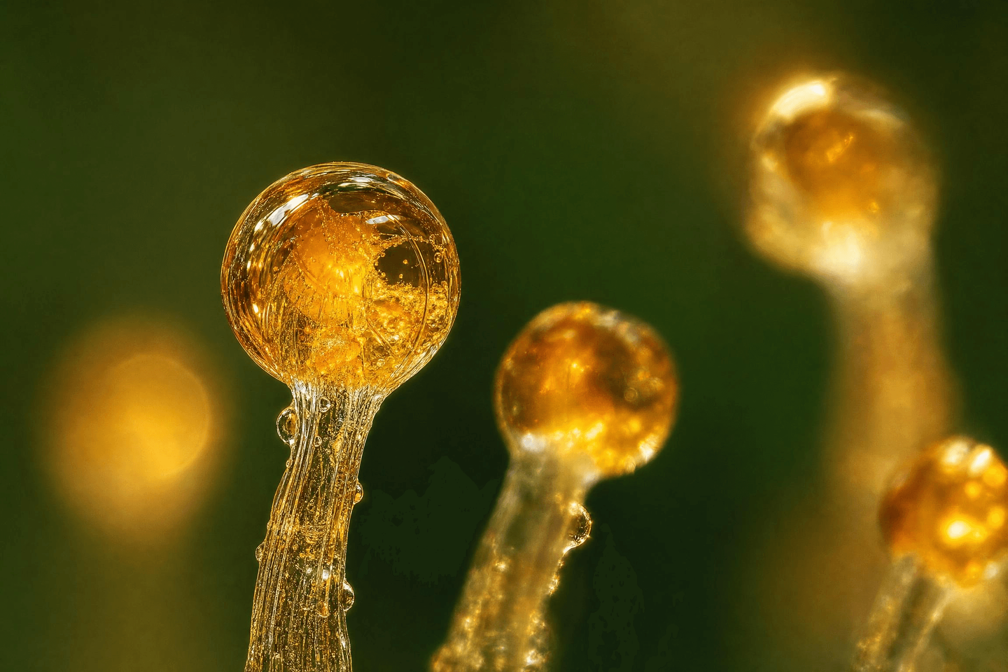 Trichome einer Cannabispflanze, hier werden Cannabinoide sowie Terpene und andere Stoffe gebildet