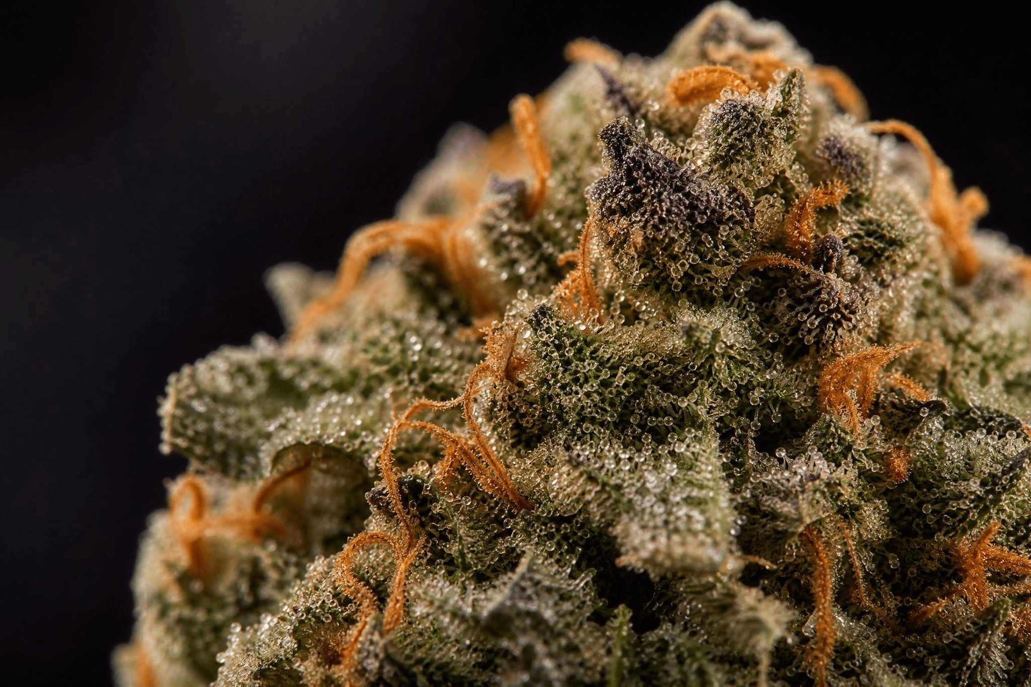 Makroaufnahme einer qualitativ hochwertigen Cannabisblüte noch an der Pflanze