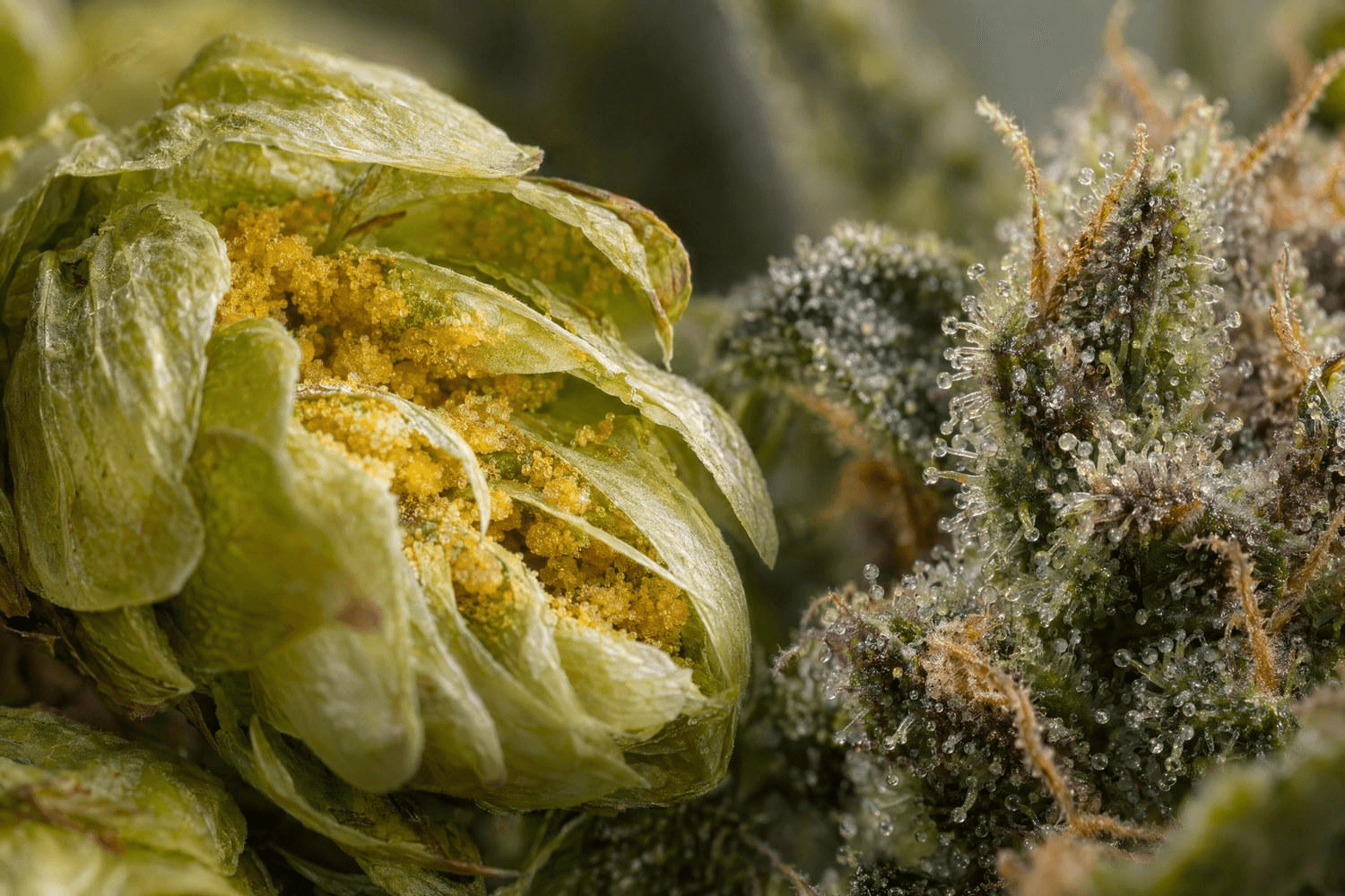 Trichome der Cannabisblüte und Lupulindrüsen der Hopfendolde – beide Pflanzen bilden und speichern Humulen vor allem in diesen Drüsenstrukturen.