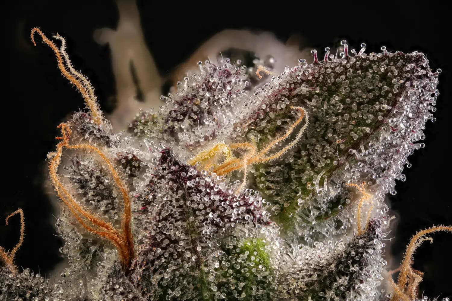 Makroaufnahme von Cannabis-Blüten mit klaren Harzdrüsen und orangen Härchen