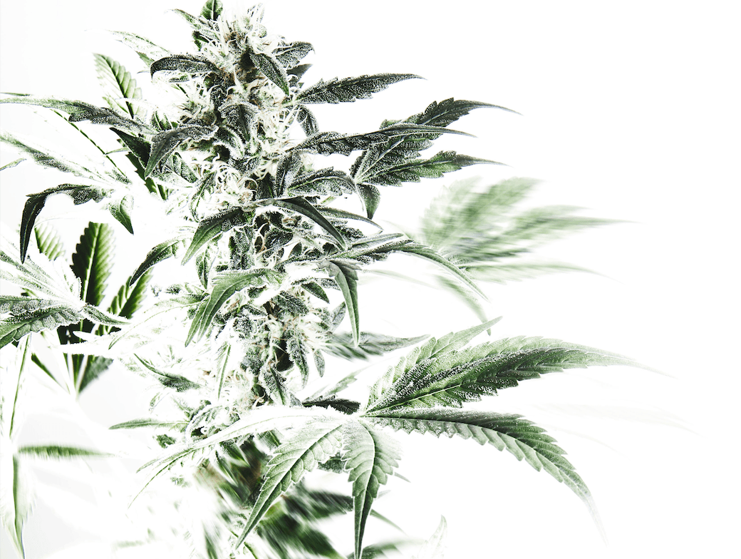 Weibliche Cannabispflanze in der Blüte