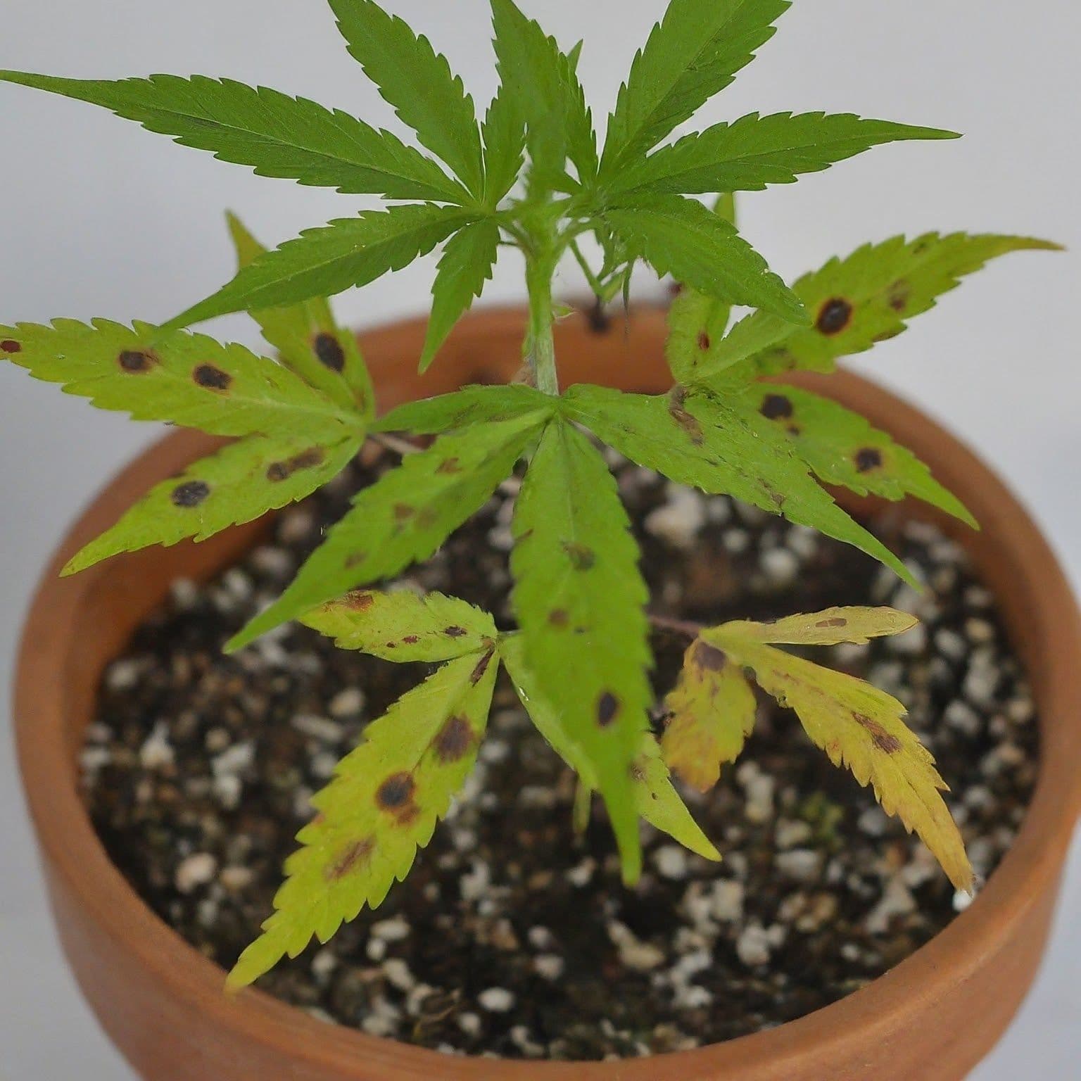 Topfpflanze mit gelbenden Cannabisblättern und dunklen Flecken