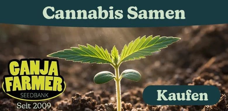 Ganja Farmer cannabis samen