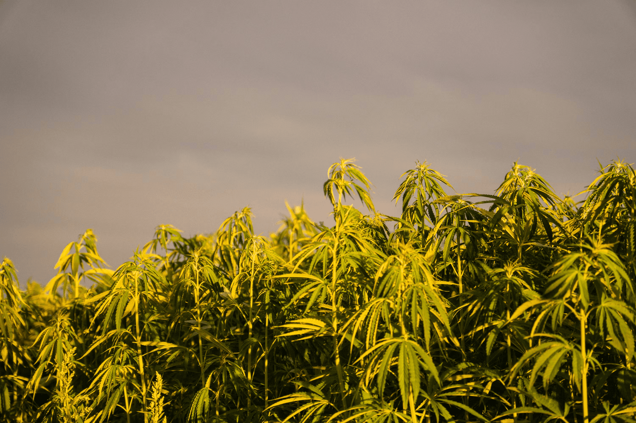 Cannabisfeld mit blühenden Pflanzen im Gegenlicht – Terpenprofile wie β-Caryophyllen variieren je nach Sorte und Anbaubedingungen.