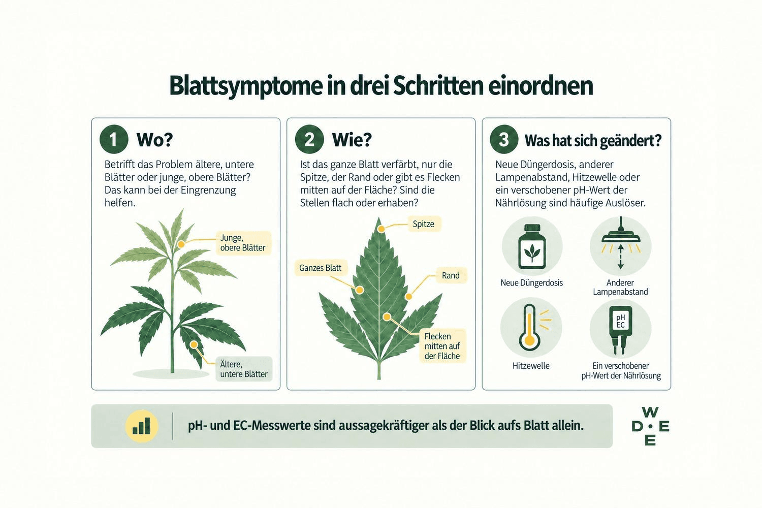 Blattsymptome in drei Schritten einordnen“: Erst prüfen, ob ältere untere oder junge obere Blätter betroffen sind. Dann Blattverfärbung, Spitze, Rand, Flecken sowie flache oder erhabene Stellen betrachten. Anschließend Veränderungen wie Düngerdosis, Lampenabstand, Hitzewelle und pH-Wert der Nährlösung prüfen. Hinweis: pH- und EC-Messwerte sind aussagekräftiger als der Blick aufs Blatt allein