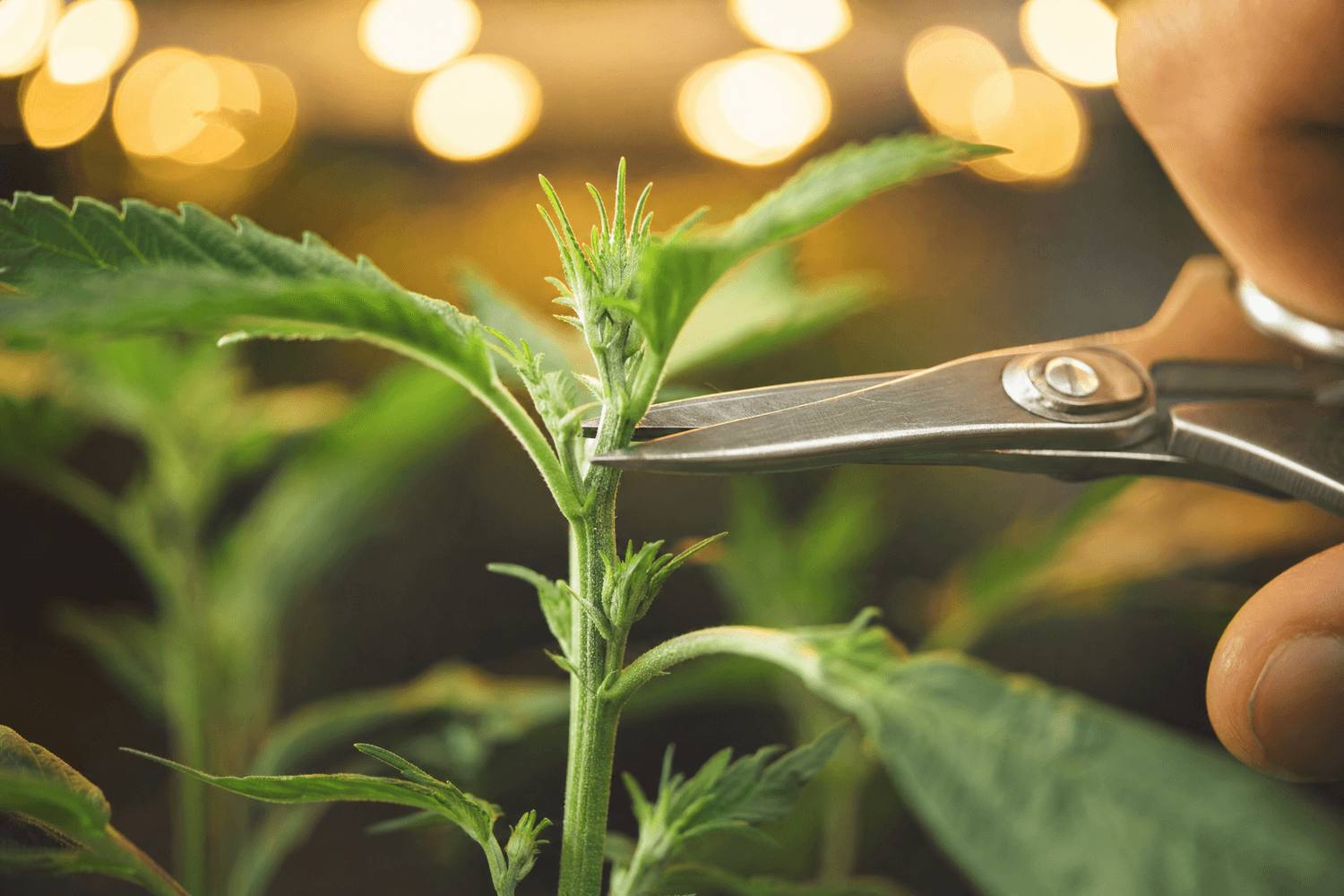 Scharfe Gartenschere wird präzise am Haupttrieb einer jungen Cannabispflanze angesetzt – kurz vor dem Topping-Schnitt beim High Stress Training (HST), im Hintergrund warmes LED-Bokeh einer Growbox.