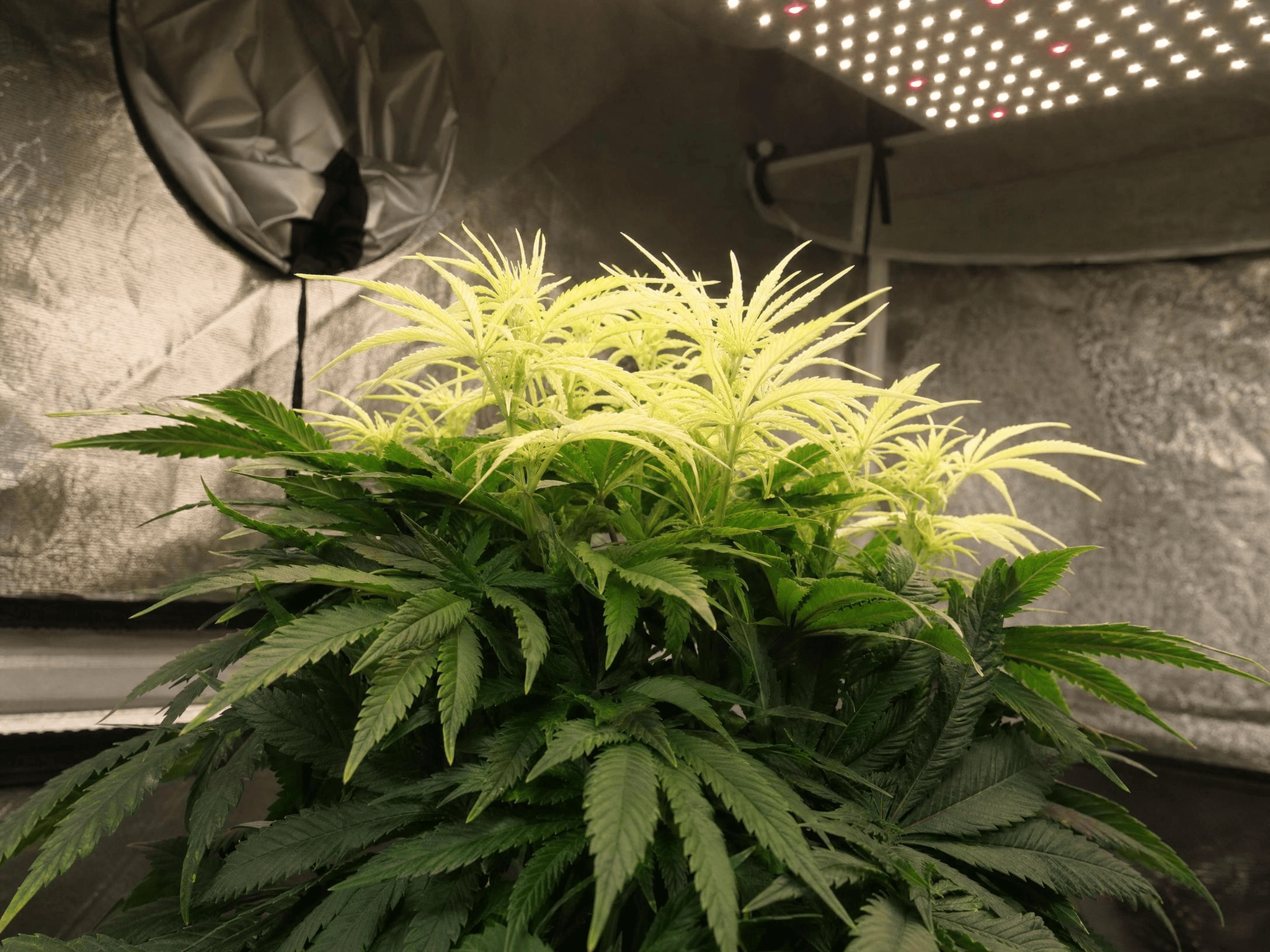 Cannabispflanze mit Lichtbrand