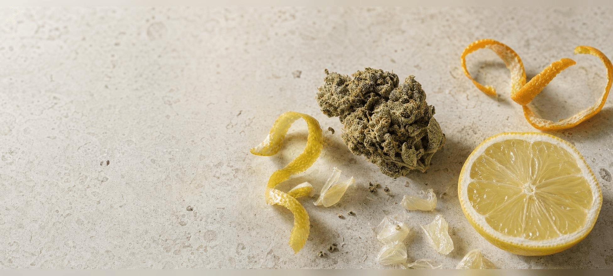 Cannabisblüte mit Zitrusfrüchten: eine Cannabisknospe liegt zwischen aufgerollten Zitronen- und Orangenschalen sowie einer aufgeschnittenen Zitronenscheibe, die das Limonen-Terpen und sein zitrusartiges Aroma symbolisieren.