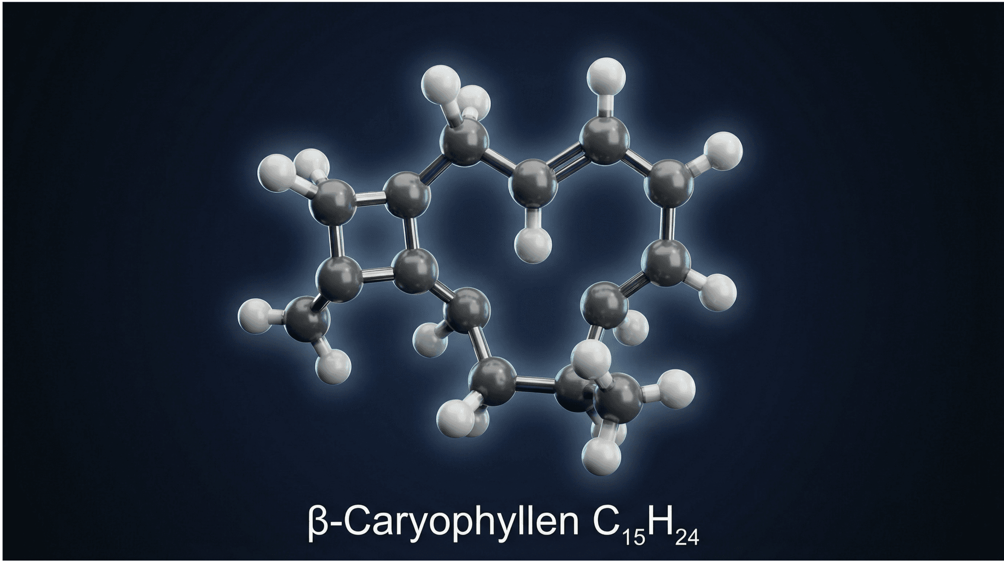 3D-Molekülmodell von β-Caryophyllen (C₁₅H₂₄) mit grau dargestellten Kohlenstoff- und weißen Wasserstoffatomen vor dunklem Hintergrund.