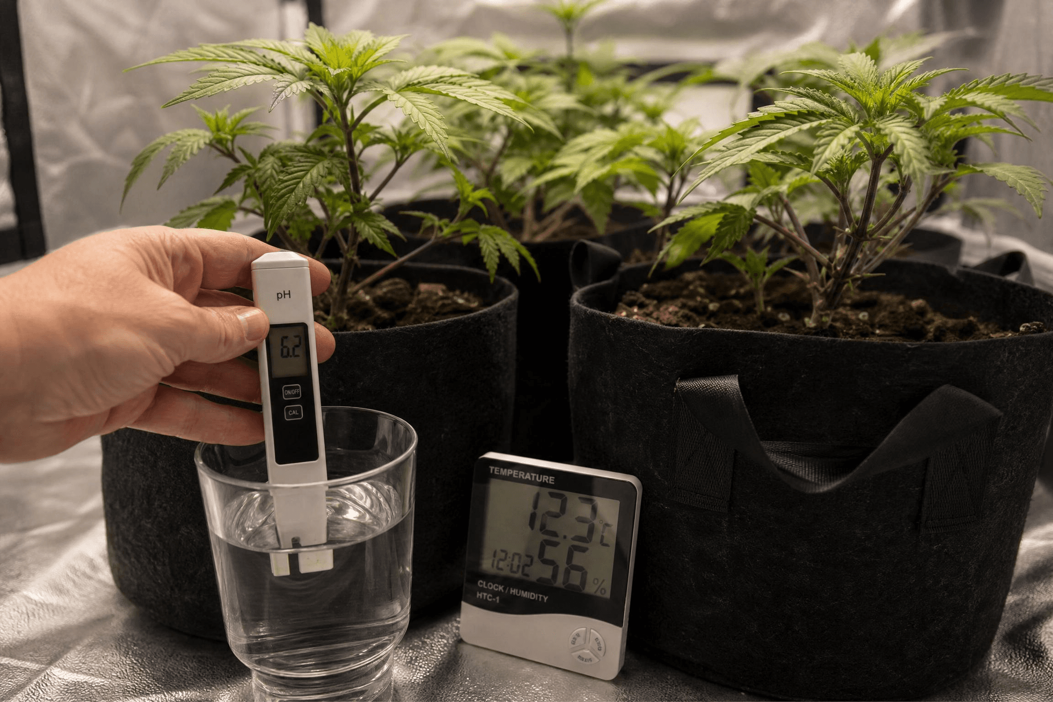 Hand hält ein pH-Messgerät (Anzeige: 6,2) in ein Wasserglas; im Hintergrund Cannabispflanzen mit violetten Stängeln im Growzelt und ein Thermometer mit 12,3 °C.