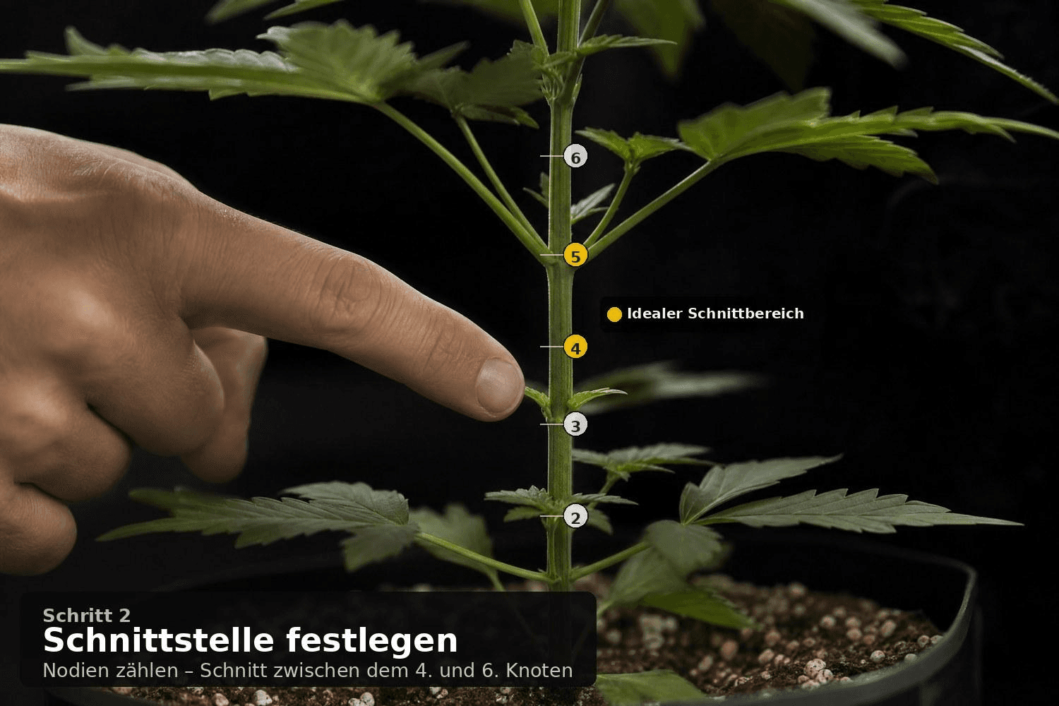 Finger zeigt auf das fünfte Nodium einer Cannabispflanze im Topf – die nummerierten Knoten 1 bis 6 sind markiert, der ideale Schnittbereich zwischen Knoten 4 und 5 ist gold hervorgehoben