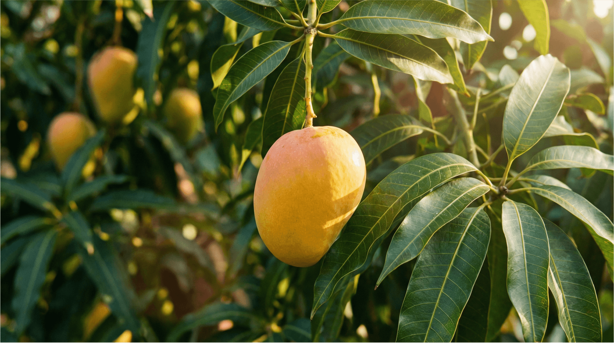 Eine Mango hängt am Baum und wird Sonnenstrahlen scheinen auf sie