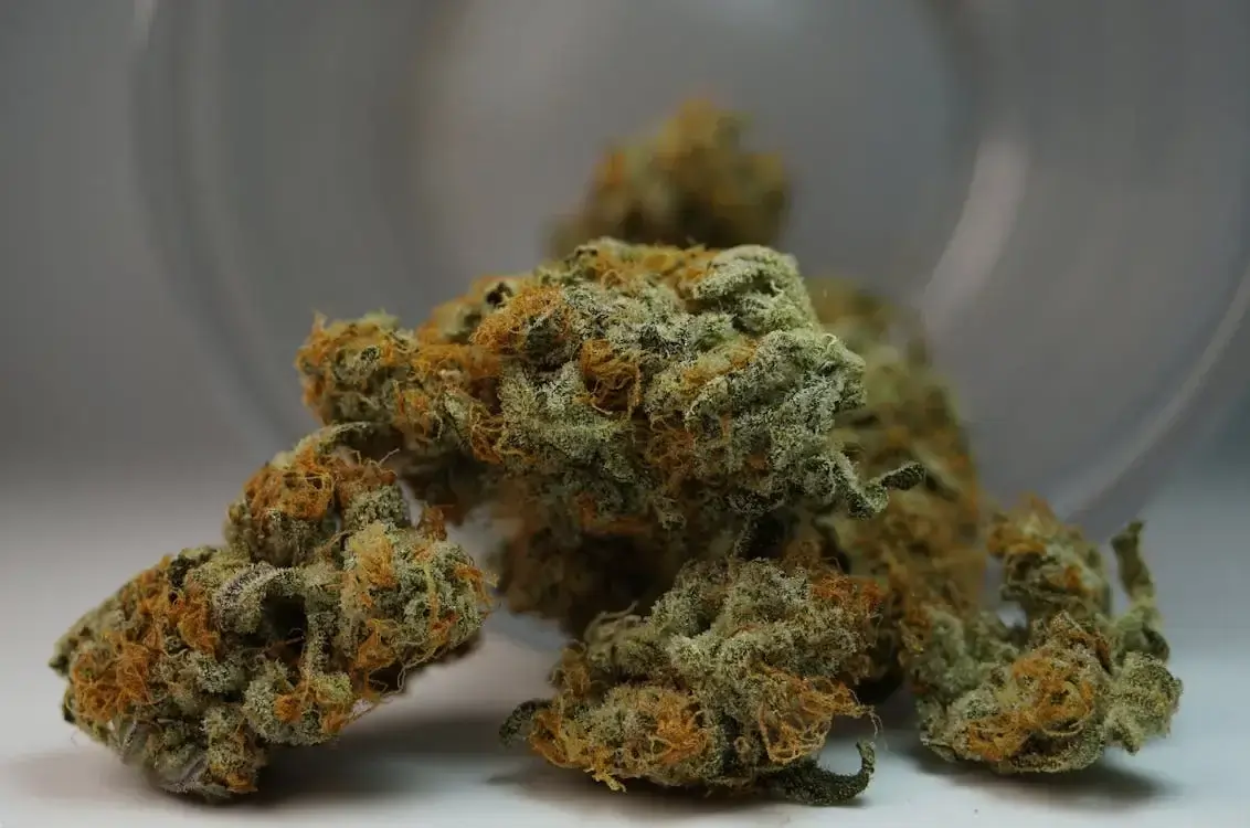 Mehrere grün-orange Cannabisblüten mit sichtbaren Trichomen und orangefarbenen Härchen