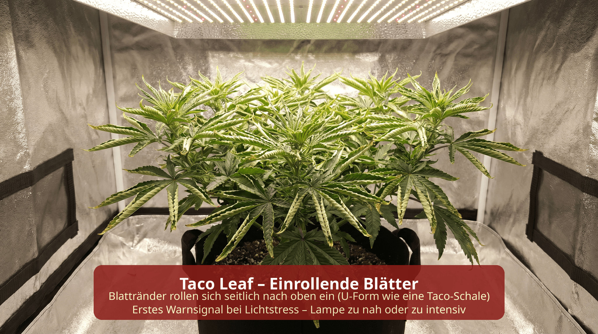 Cannabispflanze im Growzelt mit Taco-Leaf-Symptom: Blätter rollen sich seitlich nach oben ein und bilden eine U-Form – erstes Warnsignal für Lichtstress durch zu geringen Lampenabstand oder zu hohe Lichtintensität.