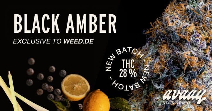 Black amber 28/1 avaay weed.de