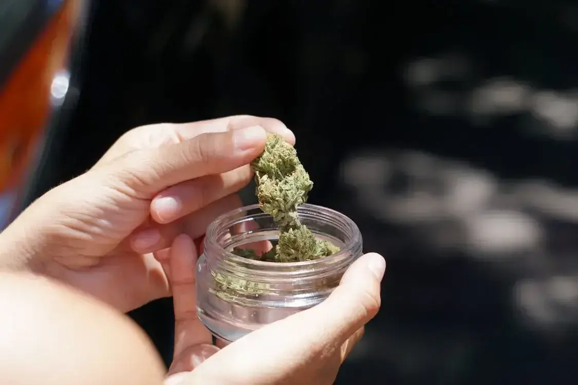 Hände halten Glas mit grüner Cannabisknospe