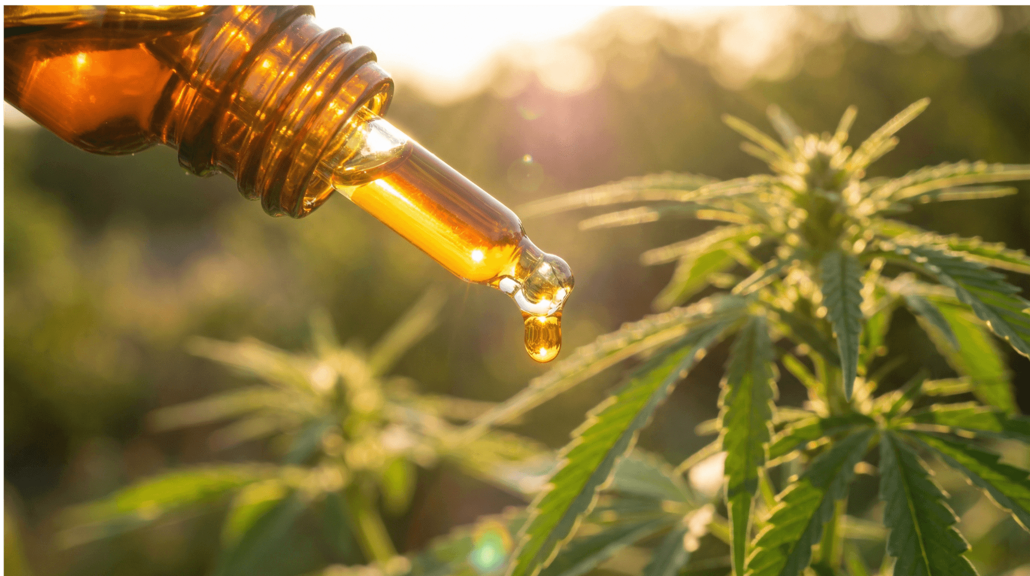 CBD-Öl Tropfen mit Pipette vor Hanf-Pflanze im Sonnenlicht