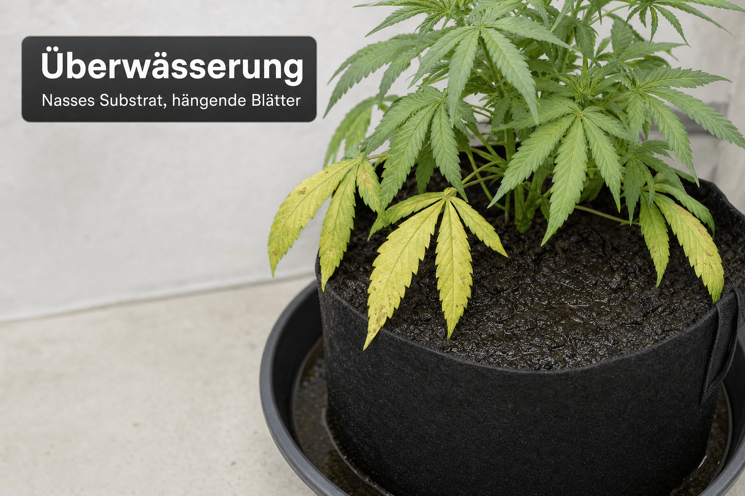 Cannabispflanze in einem Stofftopf mit dunkel nassem Substrat und Wasser im Untersetzer; untere Blätter hängen und sind aufgehellt.