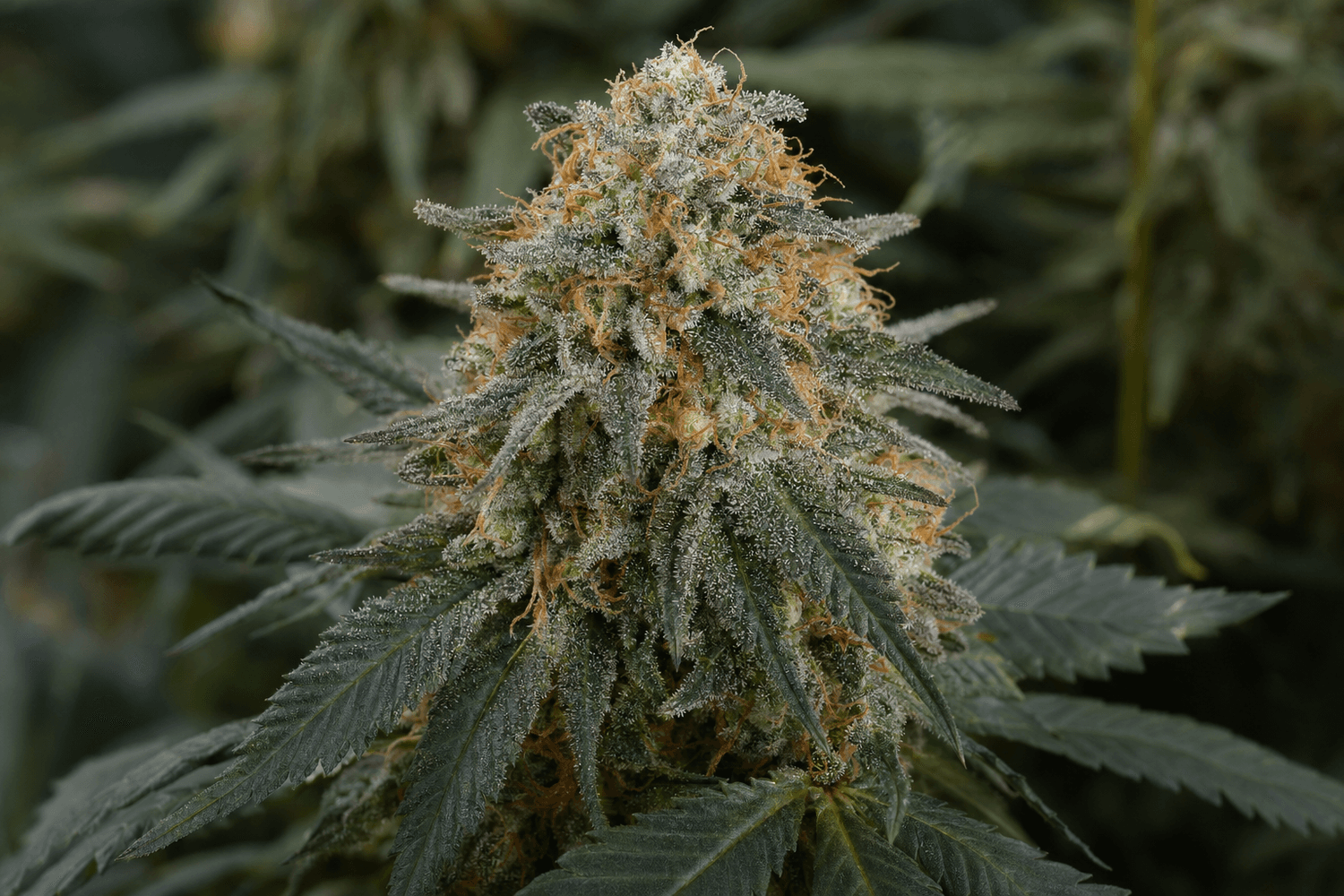 Nahaufnahme einer Cannabisblüte als Symbolbild für medizinische Cannabisblüten und die Wahl eines passenden Präparats