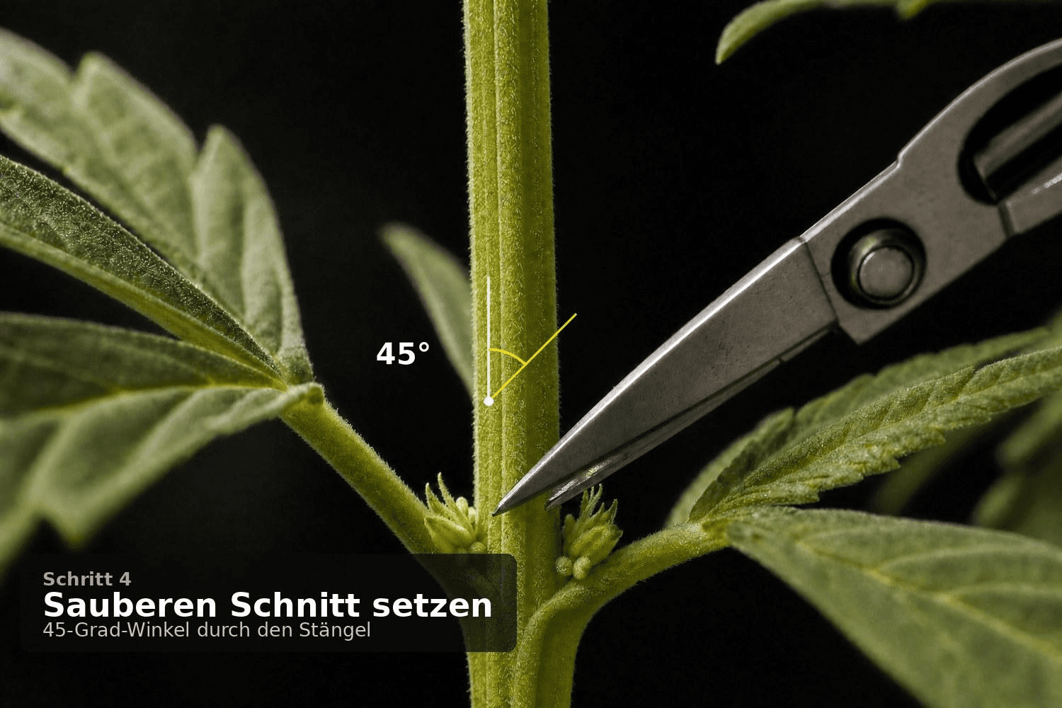 Feinschneider-Schere am Cannabisstängel mit eingezeichnetem 45-Grad-Winkel – die Klinge setzt den Schnitt schräg oberhalb des Knotens