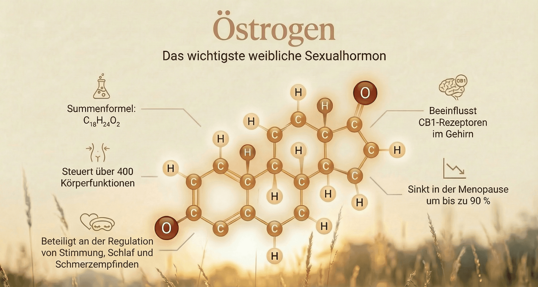 Visualisierung der chemischen Struktur von Östrogen: Die 3D-Molekülstruktur von Estradiol zeigt den charakteristischen Vier-Ring-Aufbau des Steroidhormons, das zentrale Prozesse wie Stimmung, Schlaf und Schmerzempfinden im weiblichen Körper mitreguliert.