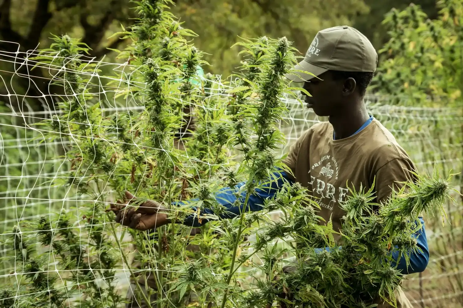 Mann erntet und bindet blühende Cannabispflanzen an Netzzaun
